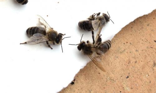 Apis mellifera